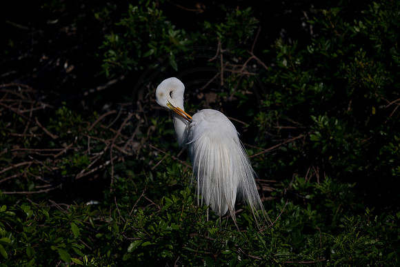 958 egret (6F3A2840) April 18, 2021