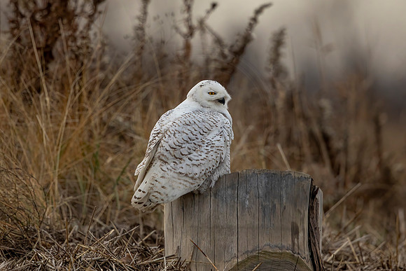 Snowy Owl on a stump - Debbie Quick