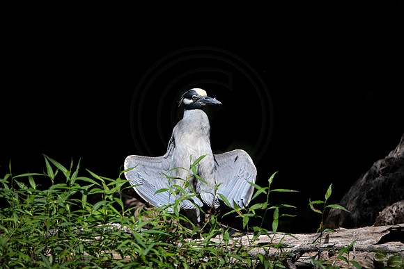 10 night heron (6F3A9478) April 16, 2021