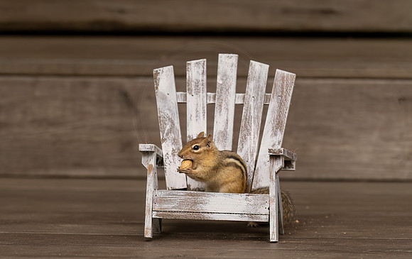 Chipmunk - Debbie Quick