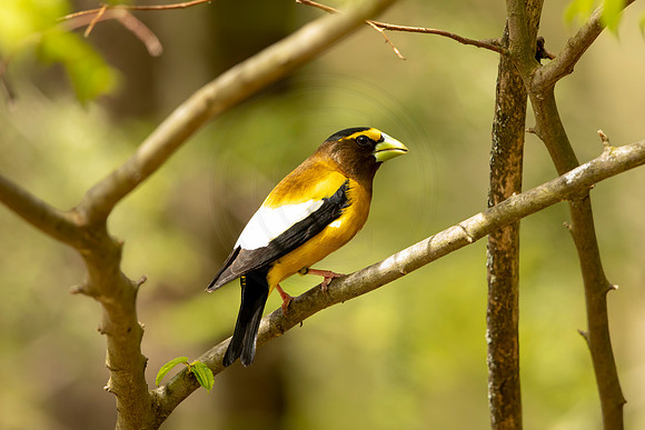 Evening Grosbeak - Debbie Quick