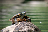 5 turtle (624A0408) June 17, 2018