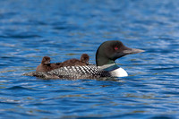 14 loons (IMG_0246) June 20, 2021