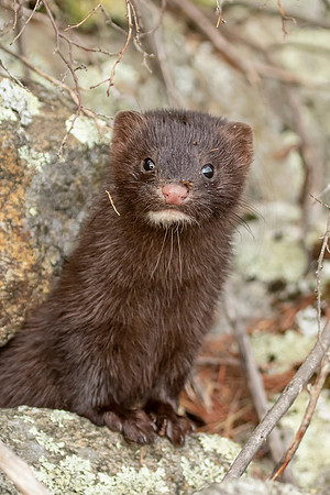 229 mink (IMG_2528) July 24, 2021
