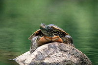 4 turtle (624A0399) June 17, 2018
