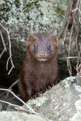 221 mink (IMG_2441) July 24, 2021