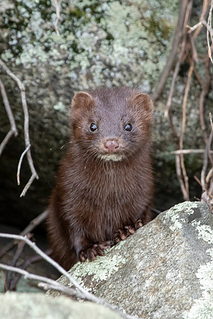 221 mink (IMG_2441) July 24, 2021