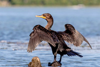 4 cormorant (624A1937) September 5, 2016