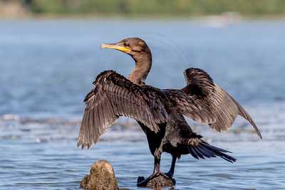 4 cormorant (624A1937) September 5, 2016