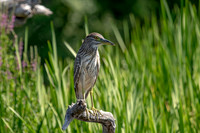 10 juvenile night heron (624A8958) August 1, 2020