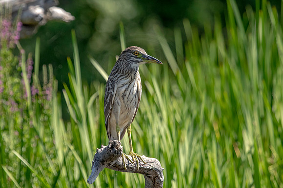 10 juvenile night heron (624A8958) August 1, 2020