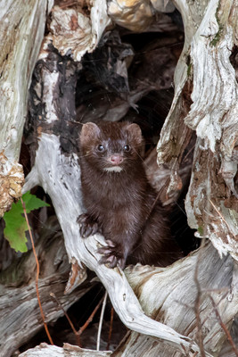 210 mink (IMG_2145) July 24, 2021