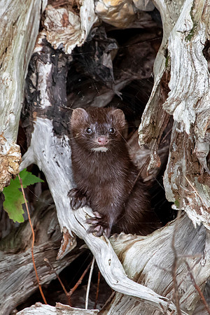 210 mink (IMG_2145) July 24, 2021