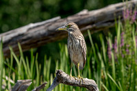 11 juvenile night heron (624A8962) August 1, 2020