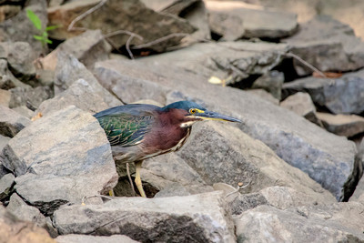 54 green heron (624A1158) August 21, 2017