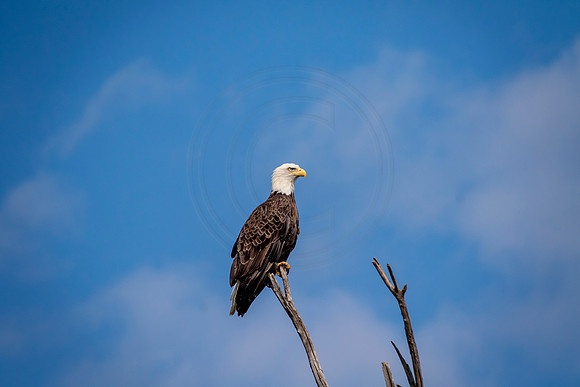 55 bald eagle (624A1083) August 21, 2017