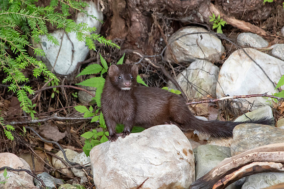204 mink (IMG_2079) July 24, 2021