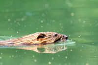 28 muskrat (624A3052) July 3, 2018