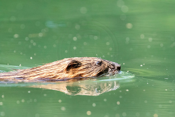 28 muskrat (624A3052) July 3, 2018