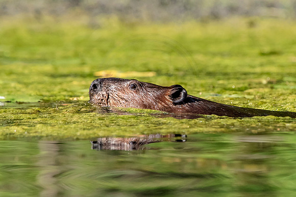 129 beaver (624A6739) July 20, 2018