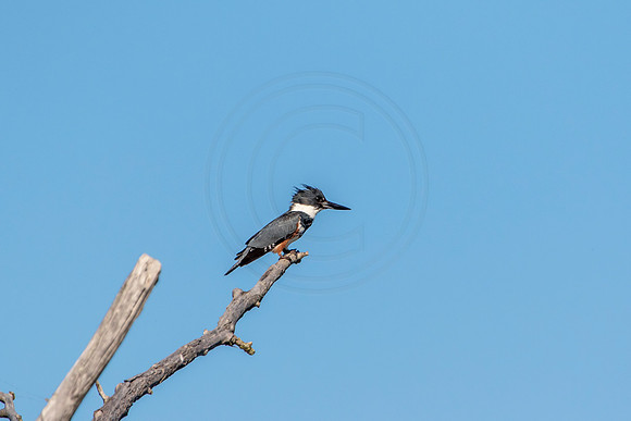 131 kingfisher (624A6792) July 20, 2018
