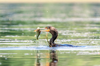 11 cormorant with a fish (624A3178) July 3, 2018