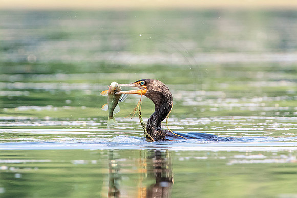 11 cormorant with a fish (624A3178) July 3, 2018