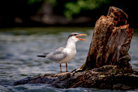 11 tern (624A2799) July 16, 2017 copy