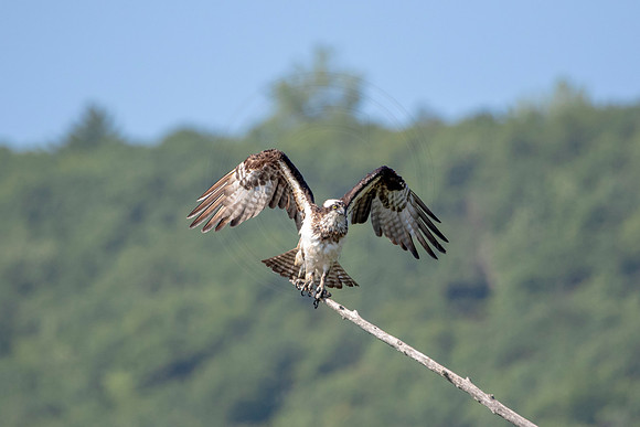 54 osprey (624A9748) August 14, 2020
