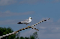 8 gull (624A6195) July 17, 2020