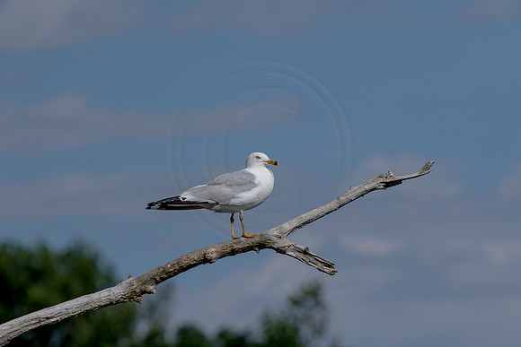 8 gull (624A6195) July 17, 2020