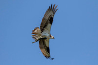 9 osprey (624A6721) July 18, 2020