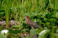 13 green heron (624A7467) July 25, 2020