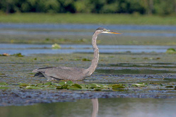 57 gbh (624A9839) August 14, 2020