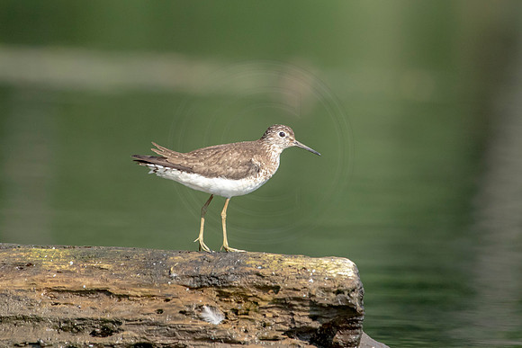 52 sandpiper (624A9682) August 14, 2020