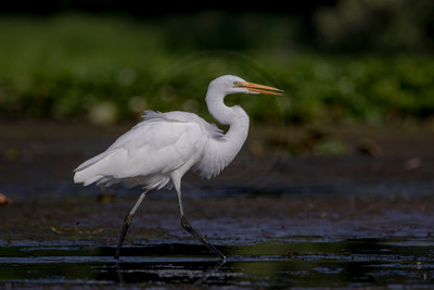 528 egret (624A8504) July 29, 2020