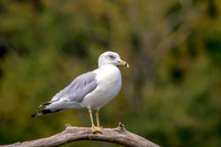 51 gull (624A1105) August 21, 2017
