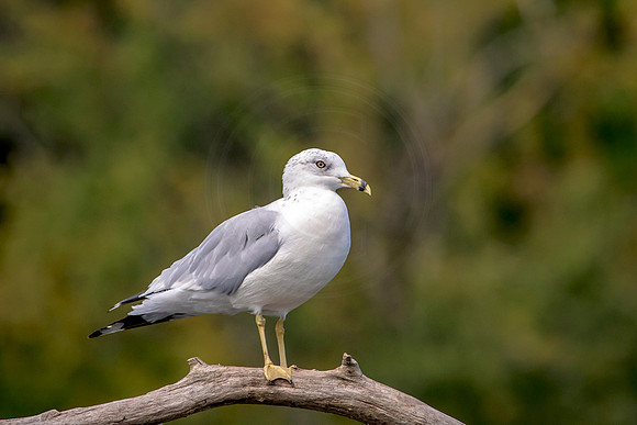 51 gull (624A1105) August 21, 2017