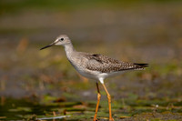 20 sandpiper (624A0438) September 5, 2020