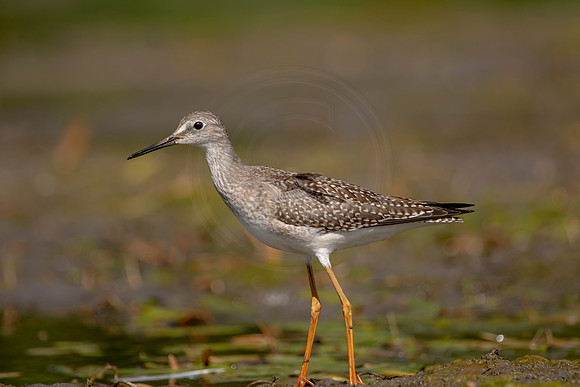 20 sandpiper (624A0438) September 5, 2020