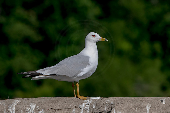 263 gull (624A6261) July 17, 2020