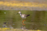27 sandpiper (624A0505) September 5, 2020