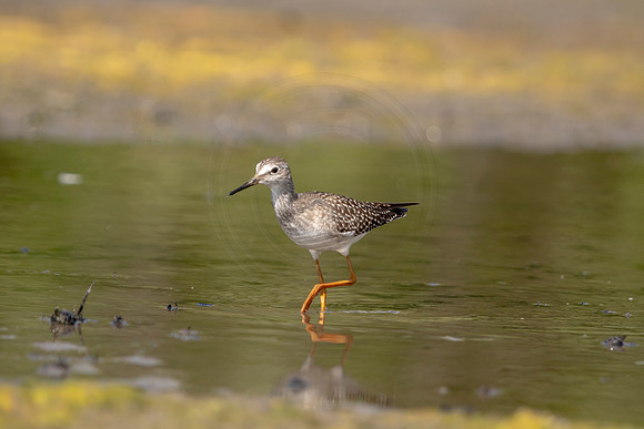 27 sandpiper (624A0505) September 5, 2020