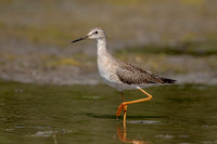 36 sandpiper (624A0575) September 5, 2020