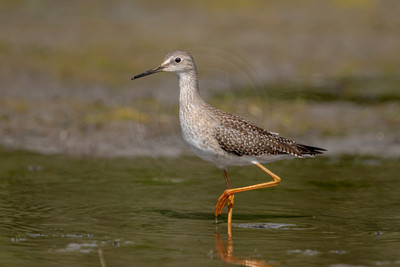 36 sandpiper (624A0575) September 5, 2020