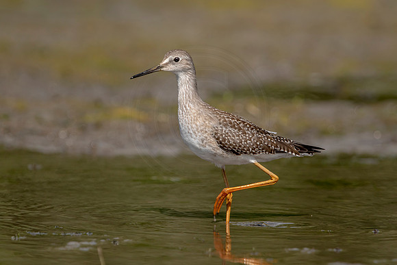 36 sandpiper (624A0575) September 5, 2020