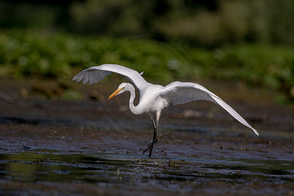 518 egret (624A8404) July 29, 2020
