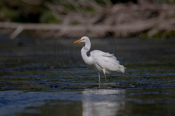 506 egret (624A8354) July 29, 2020