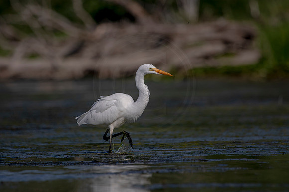 507 egret (624A8355) July 29, 2020