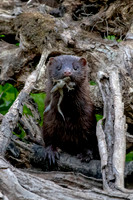 6 american mink (624A6403) July 17, 2020
